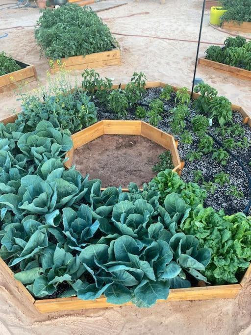Atlantis Garden Tiny HomeHildale エクステリア 写真